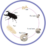 Quiz online on stages of life cycle of a stag beetle